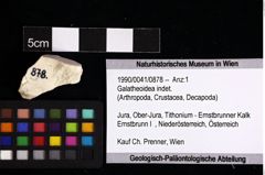 Foto (Objket + Etiketten) von Galatheoidea indet. 